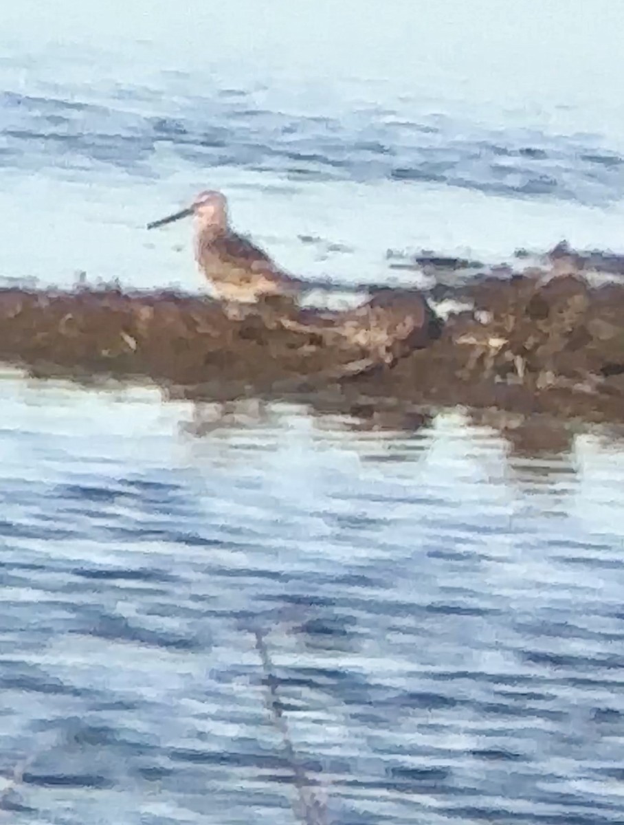 Long-billed Dowitcher - ML617432907