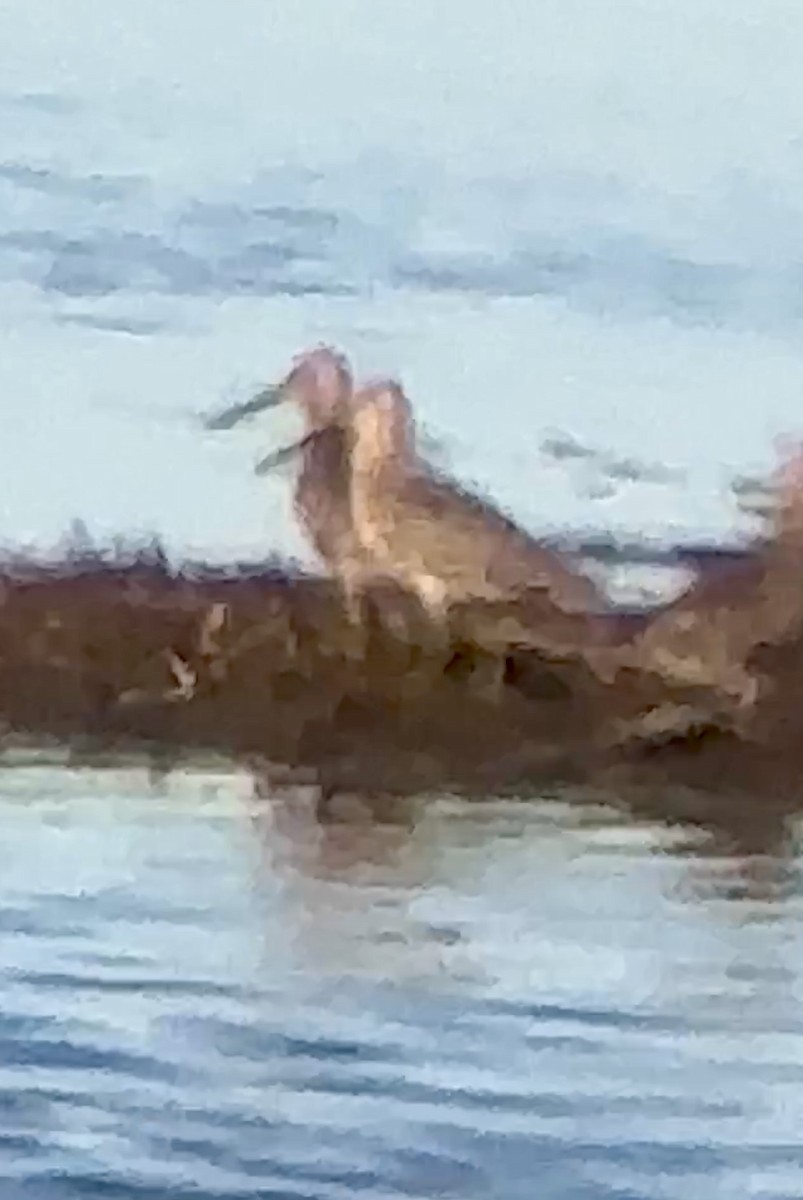 Long-billed Dowitcher - ML617432911