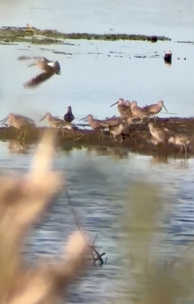 Long-billed Dowitcher - ML617432912