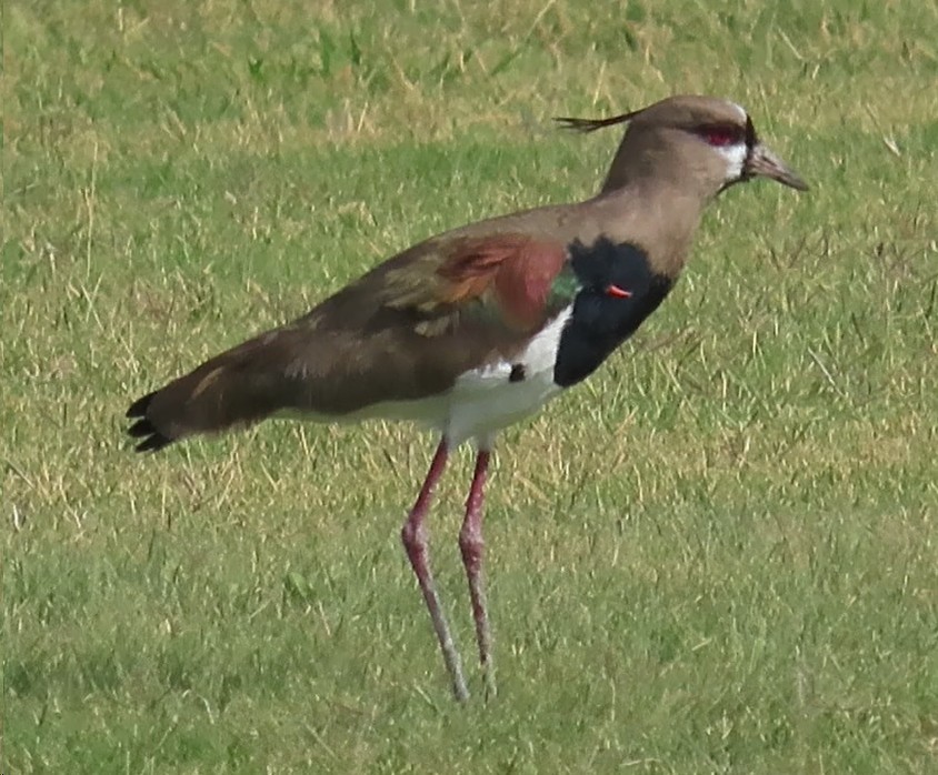 Southern Lapwing - ML617432937