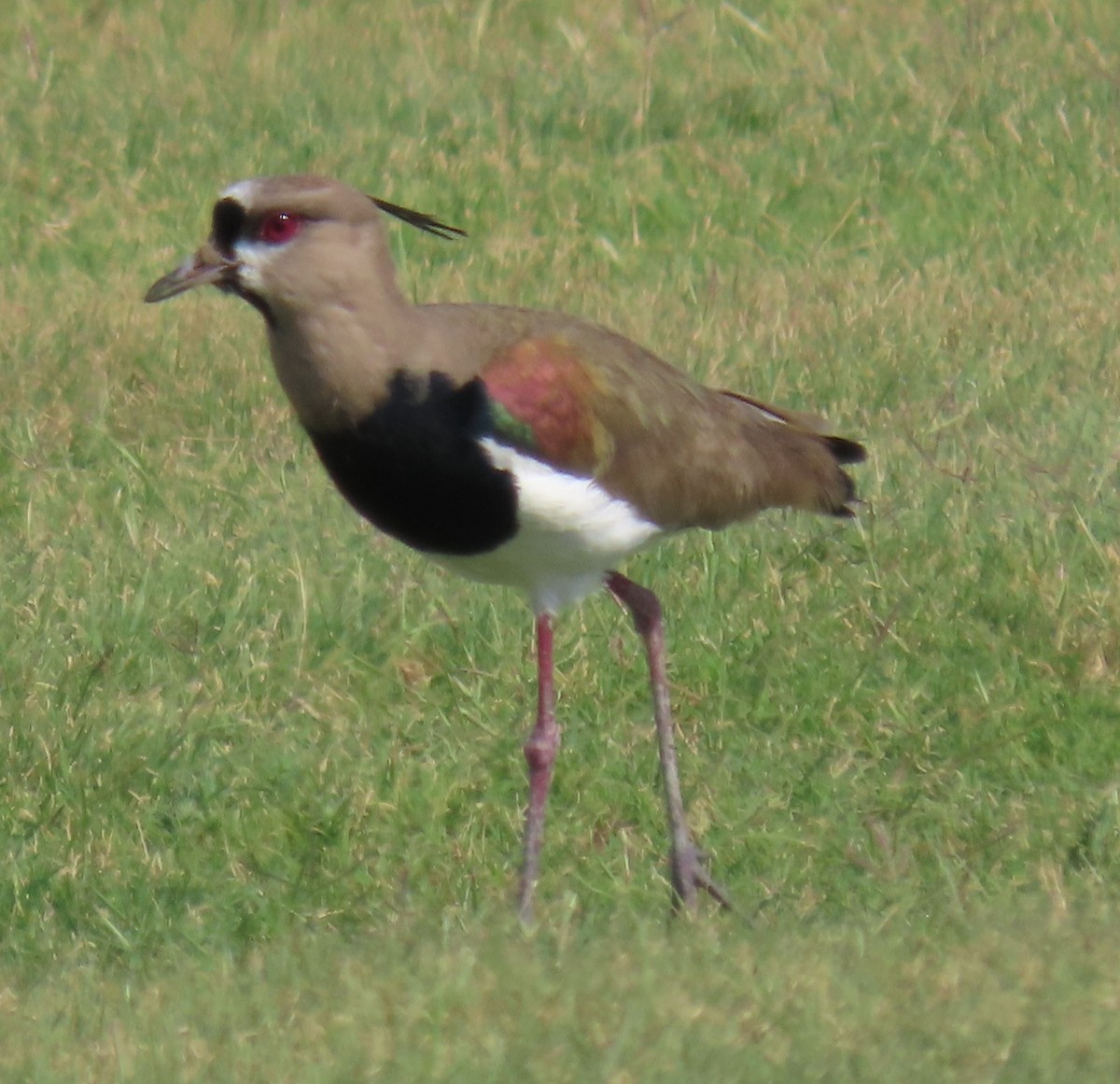 Southern Lapwing - Mary Beth Stowe