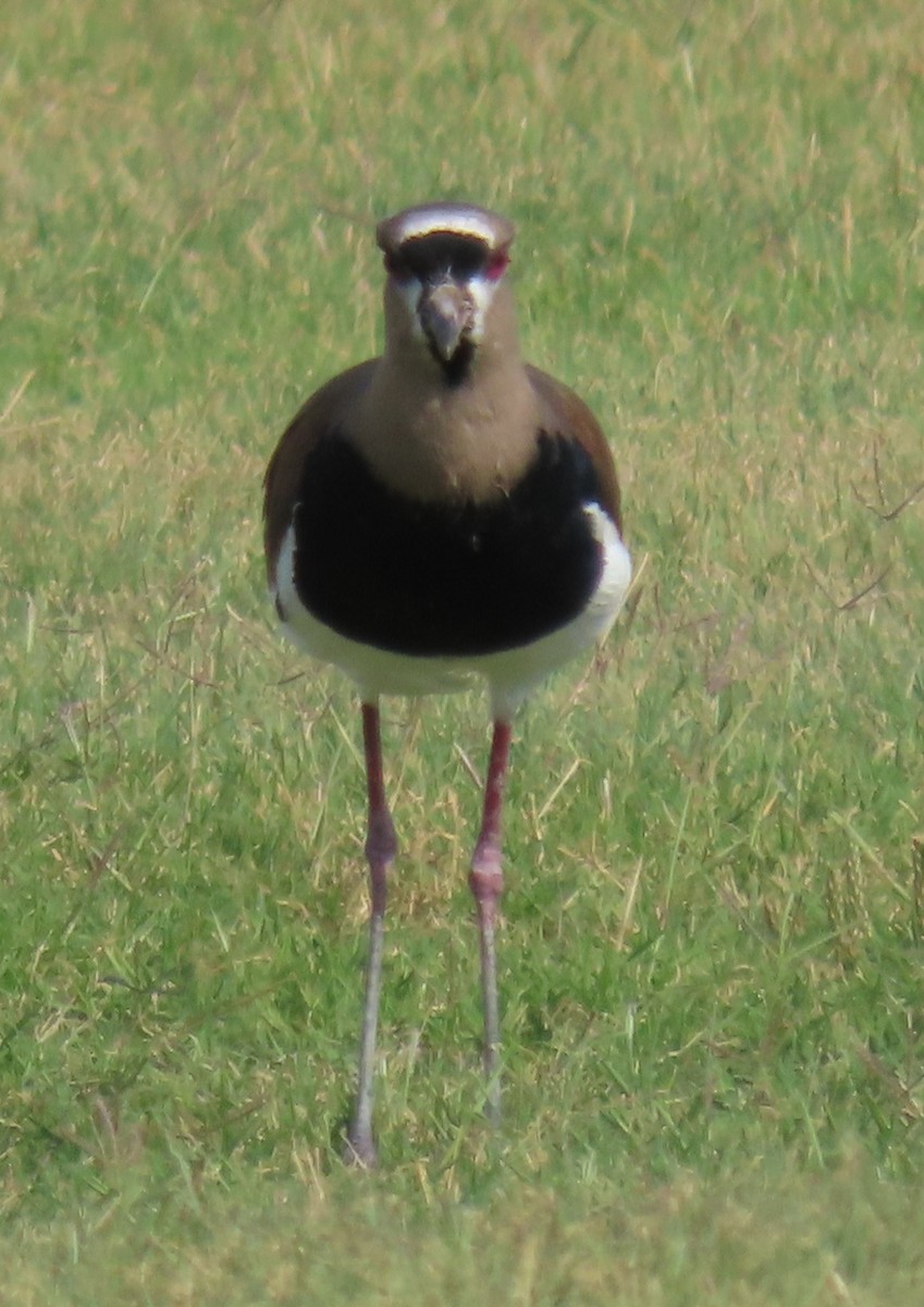 Southern Lapwing - ML617432939