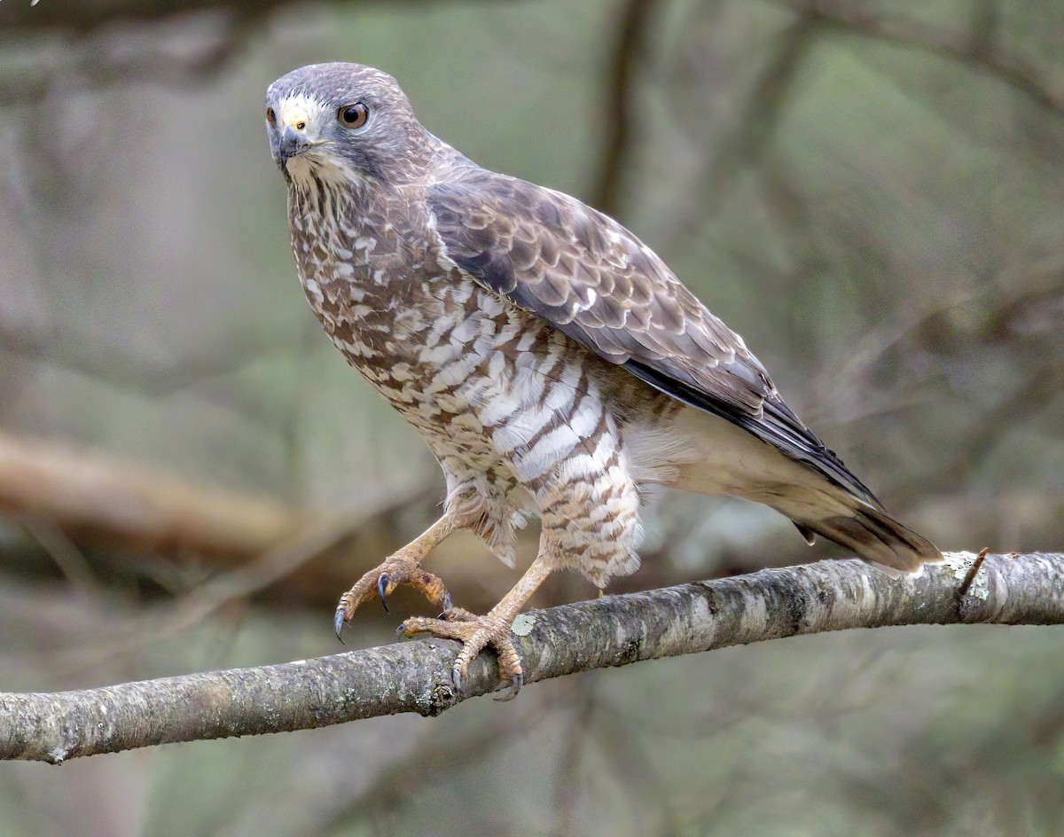 Broad-winged Hawk - ML617433056