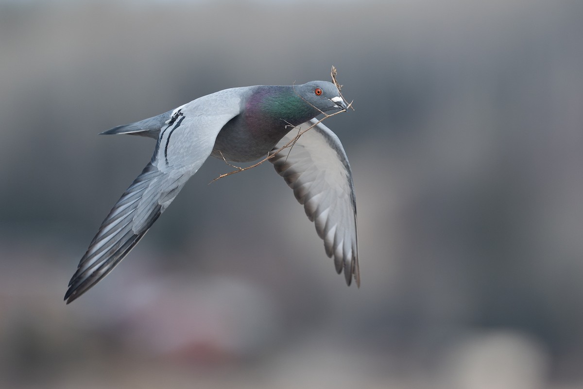 Rock Pigeon (Feral Pigeon) - ML617433106