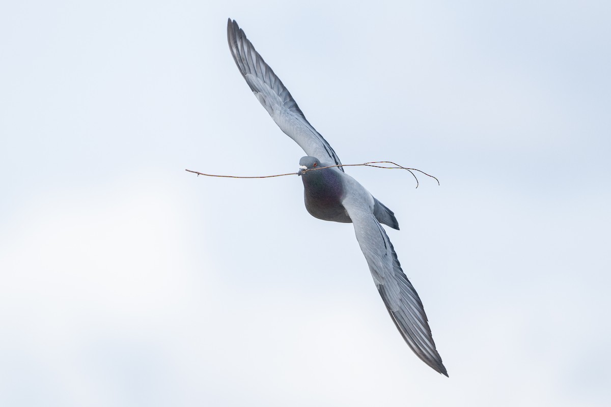 Rock Pigeon (Feral Pigeon) - ML617433111