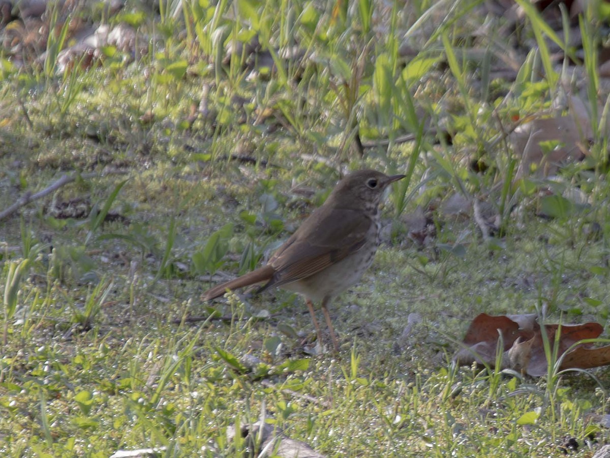 Hermit Thrush - ML617433125