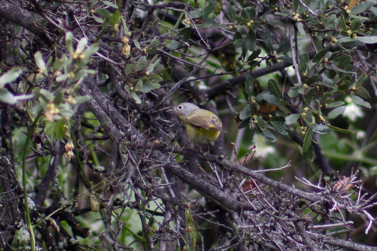 Nashville Warbler - Gary McLarty