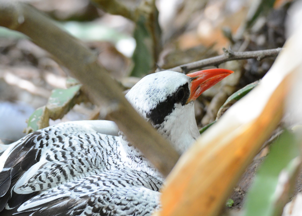 Red-billed Tropicbird - ML617433163