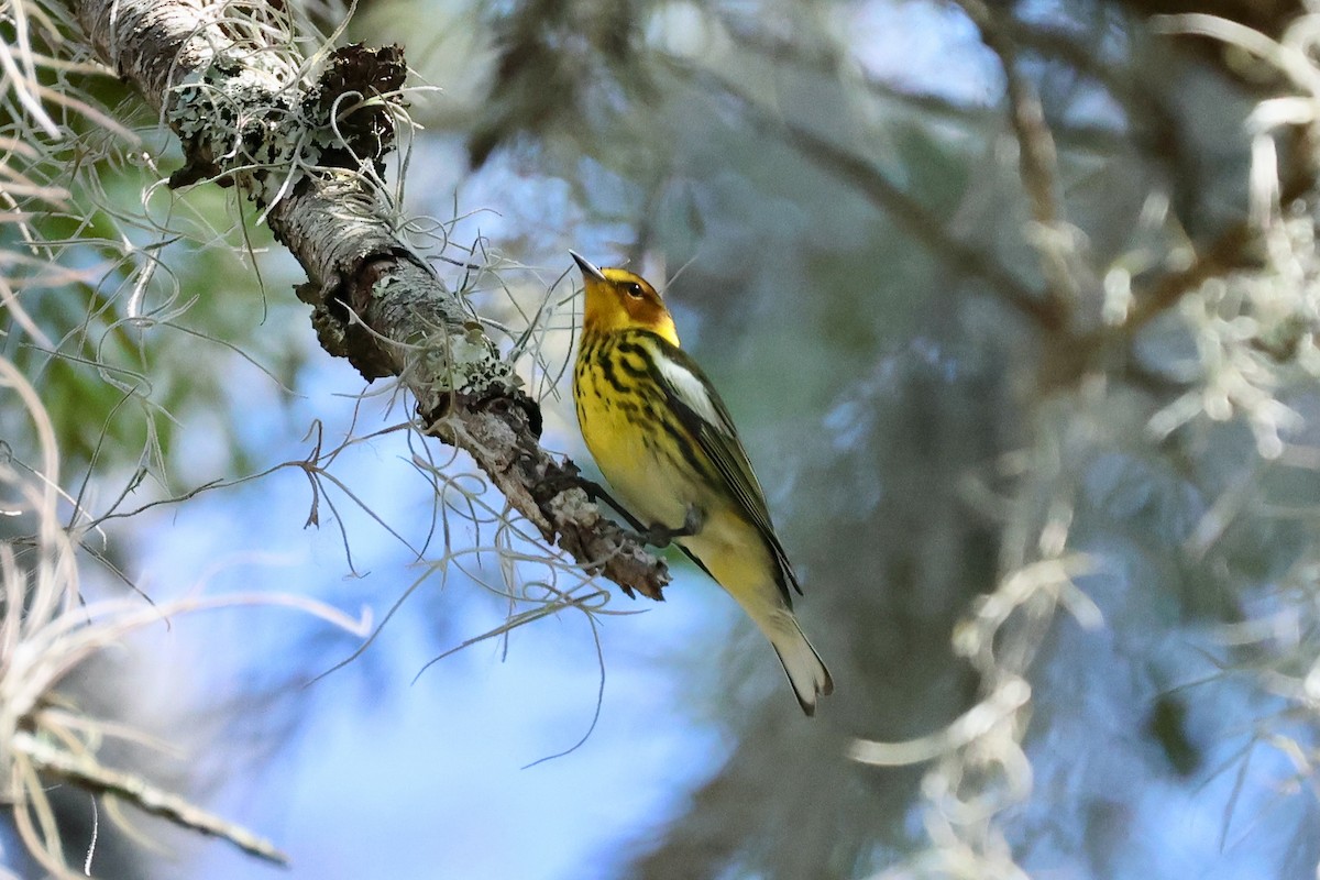 Cape May Warbler - ML617433167