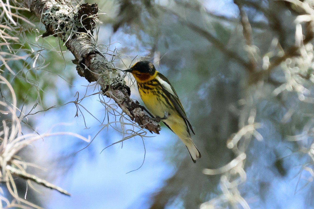 Cape May Warbler - ML617433174