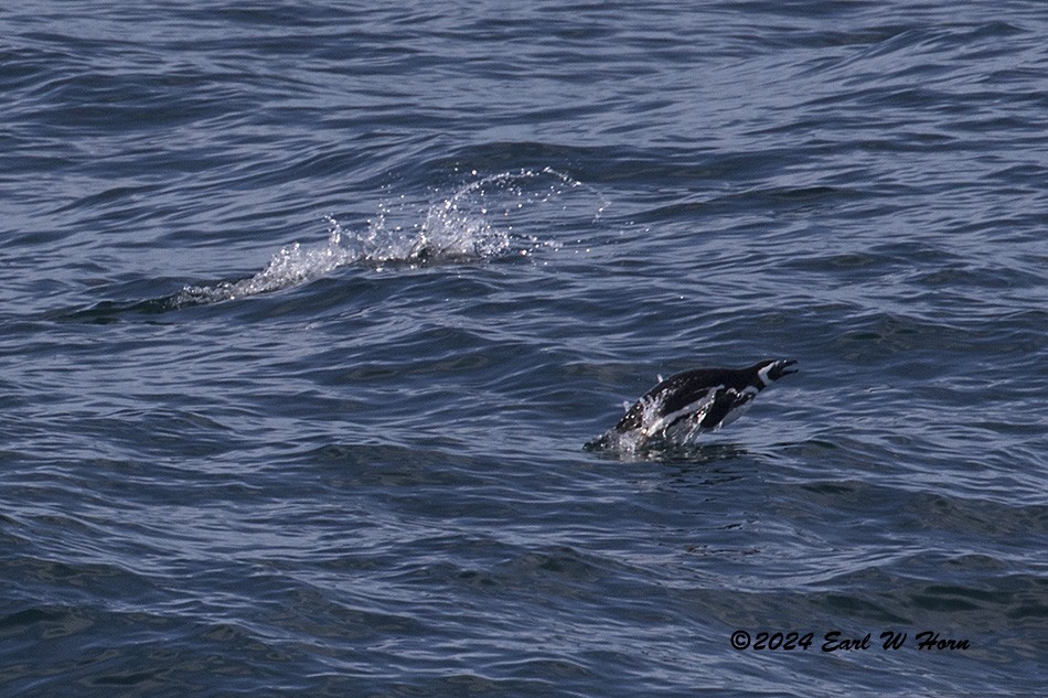 Magellanic Penguin - ML617433178