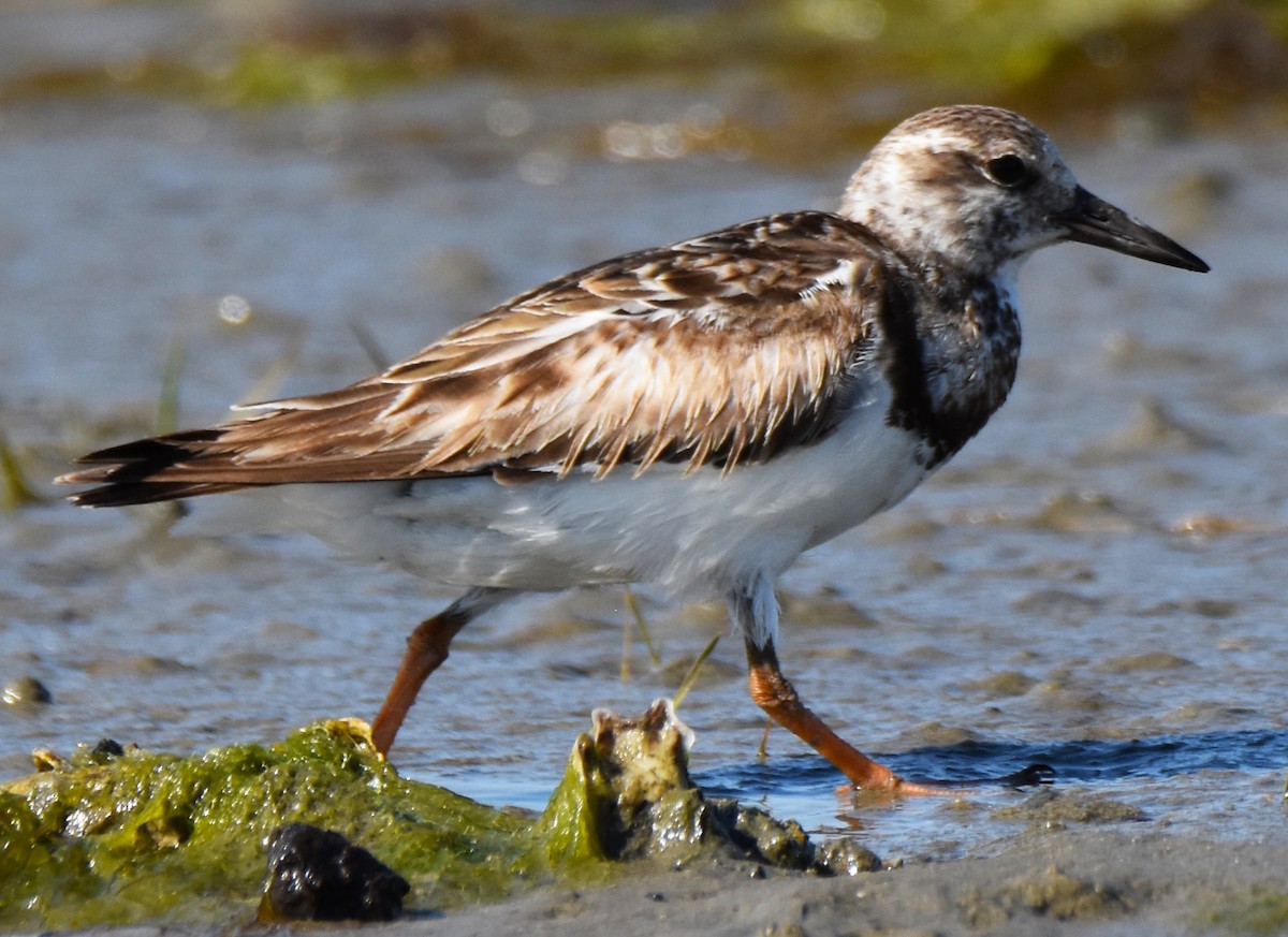 Ruddy Turnstone - ML617433206