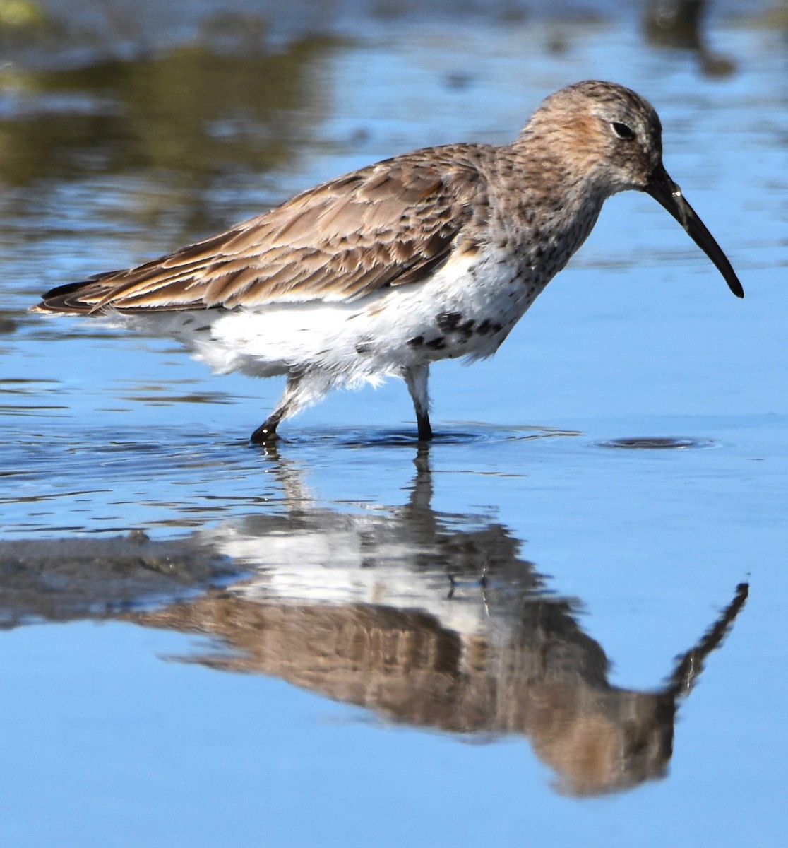 Dunlin - Lisa Tucci