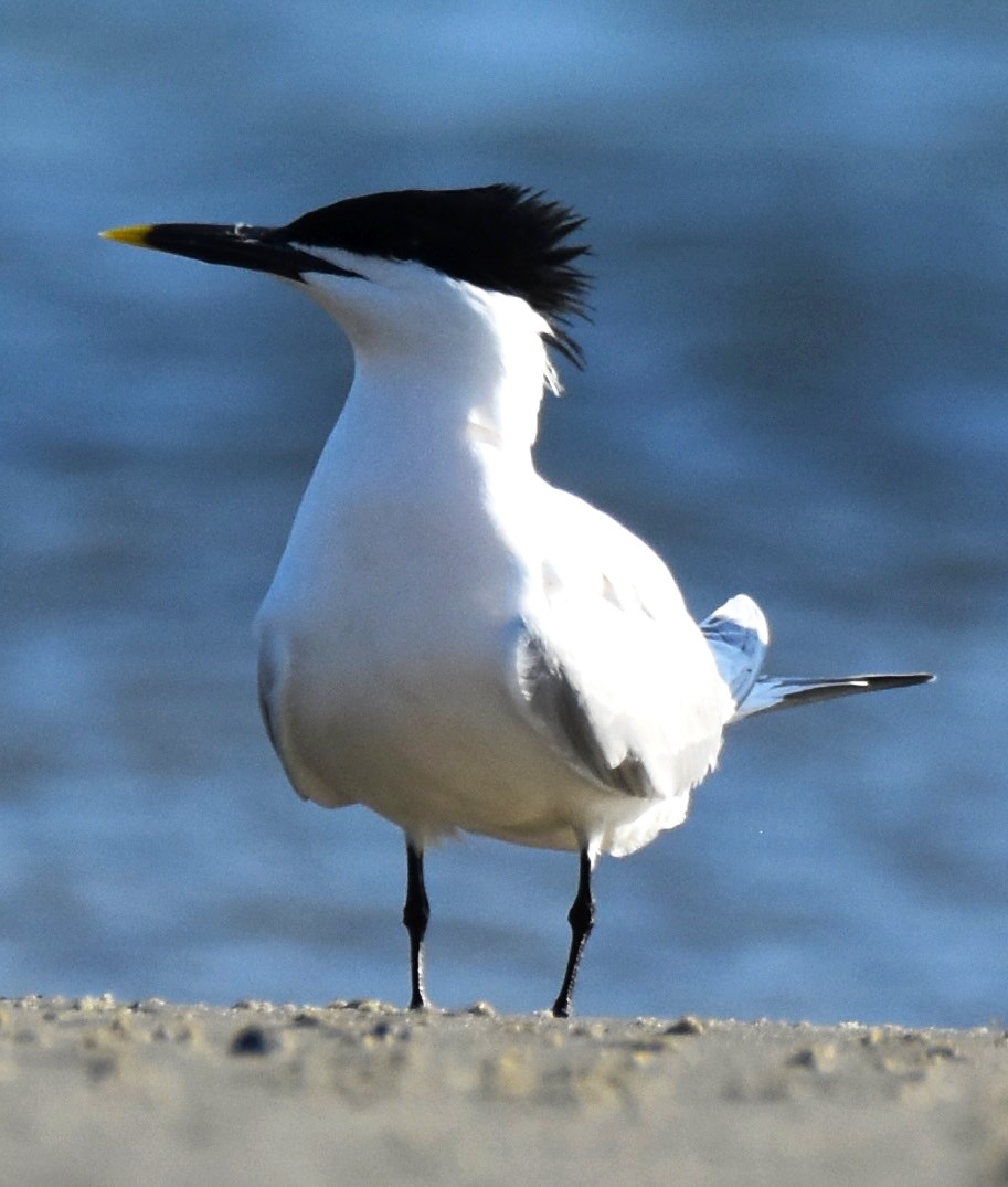 Sandwich Tern - ML617433239