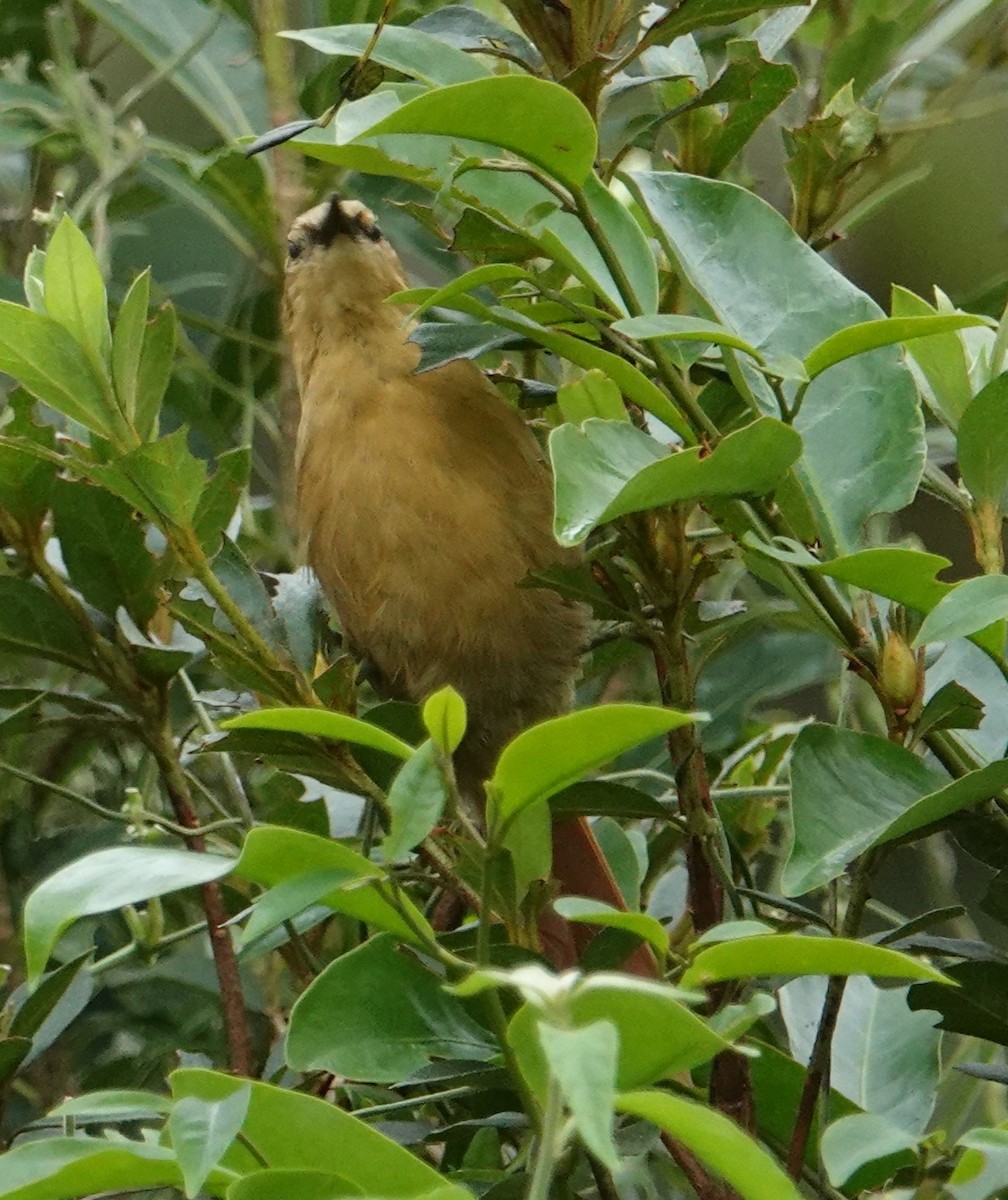 Buff-fronted Foliage-gleaner - MARTIN KUNZE