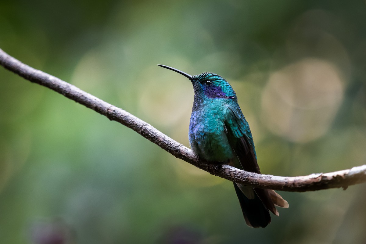kolibřík modrouchý - ML617433251