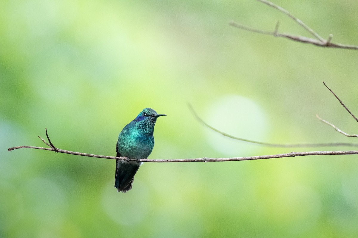 kolibřík modrouchý - ML617433252