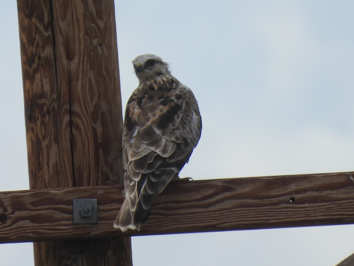 Rough-legged Hawk - ML617433298