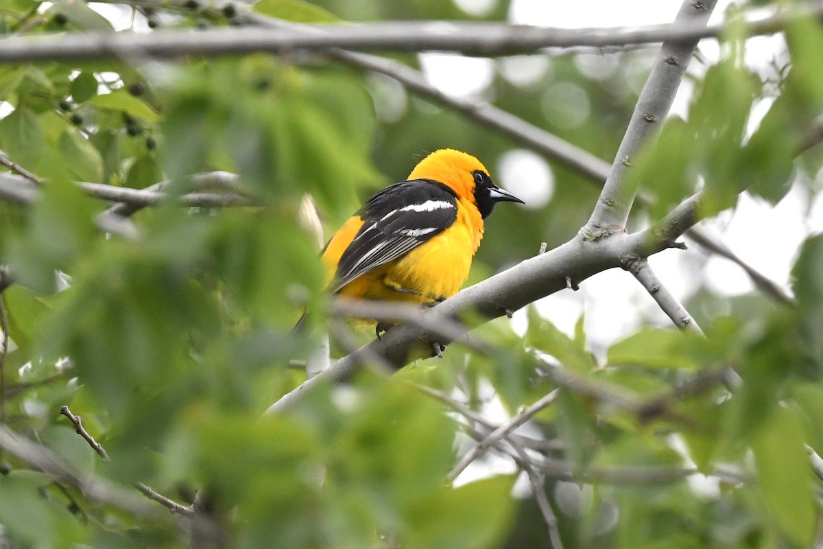 Oriole masqué - ML617433319