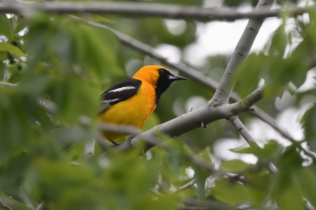 Oriole masqué - ML617433320