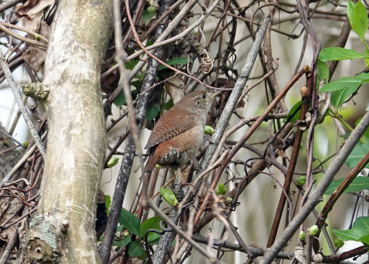 House Wren - ML617433327