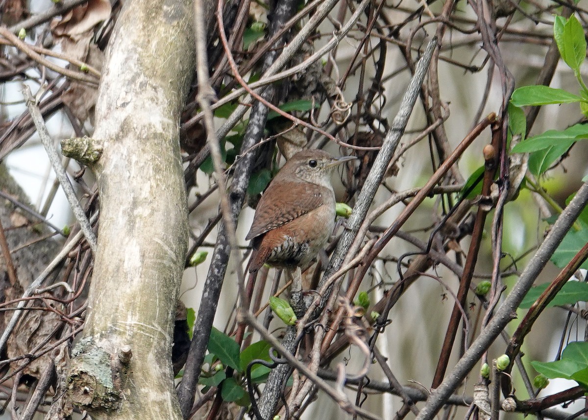 House Wren - ML617433328