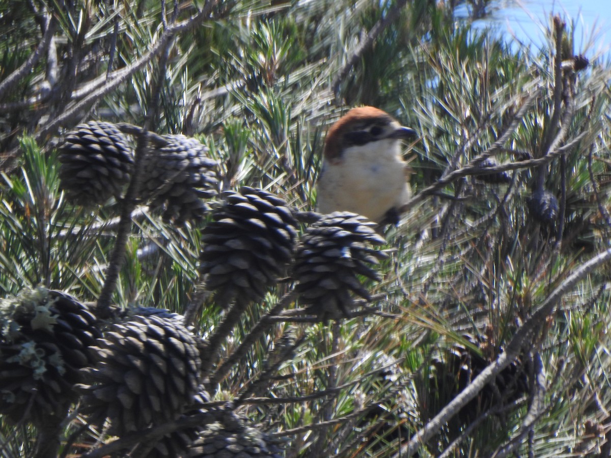 Woodchat Shrike - ML617433345