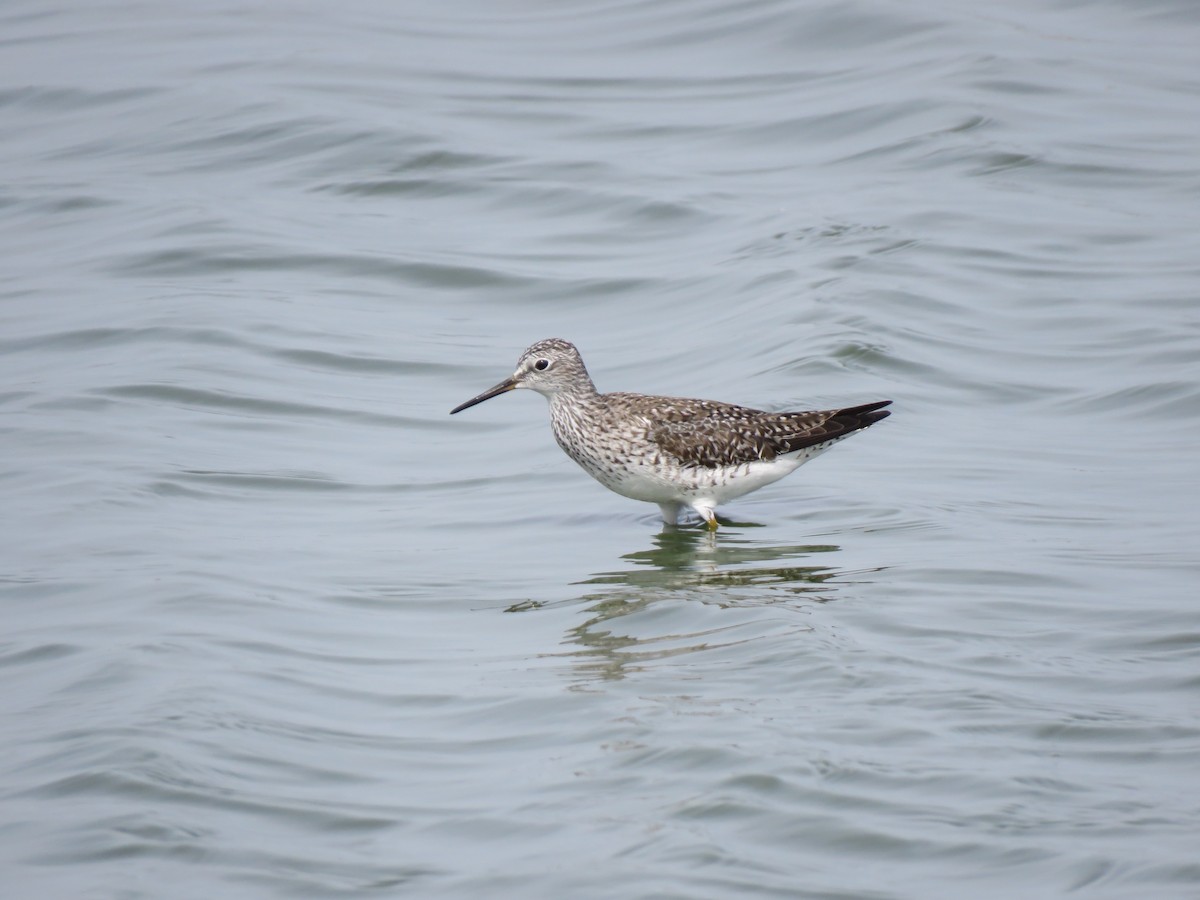 Lesser Yellowlegs - Jeffrey Bryant