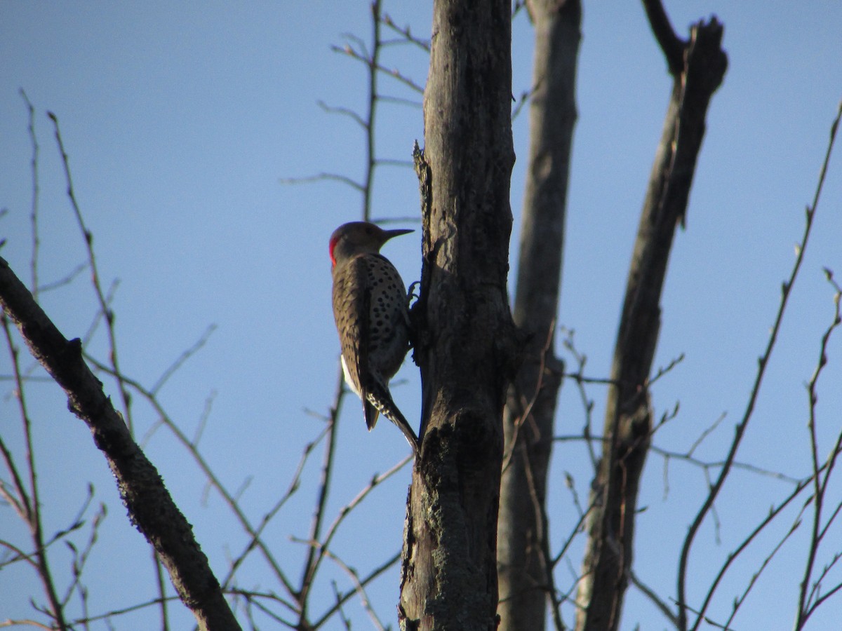 Northern Flicker (Yellow-shafted) - ML617433494