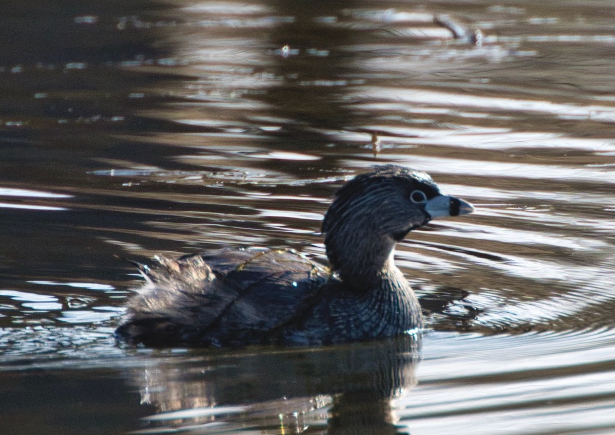 Pied-billed Grebe - ML617433522