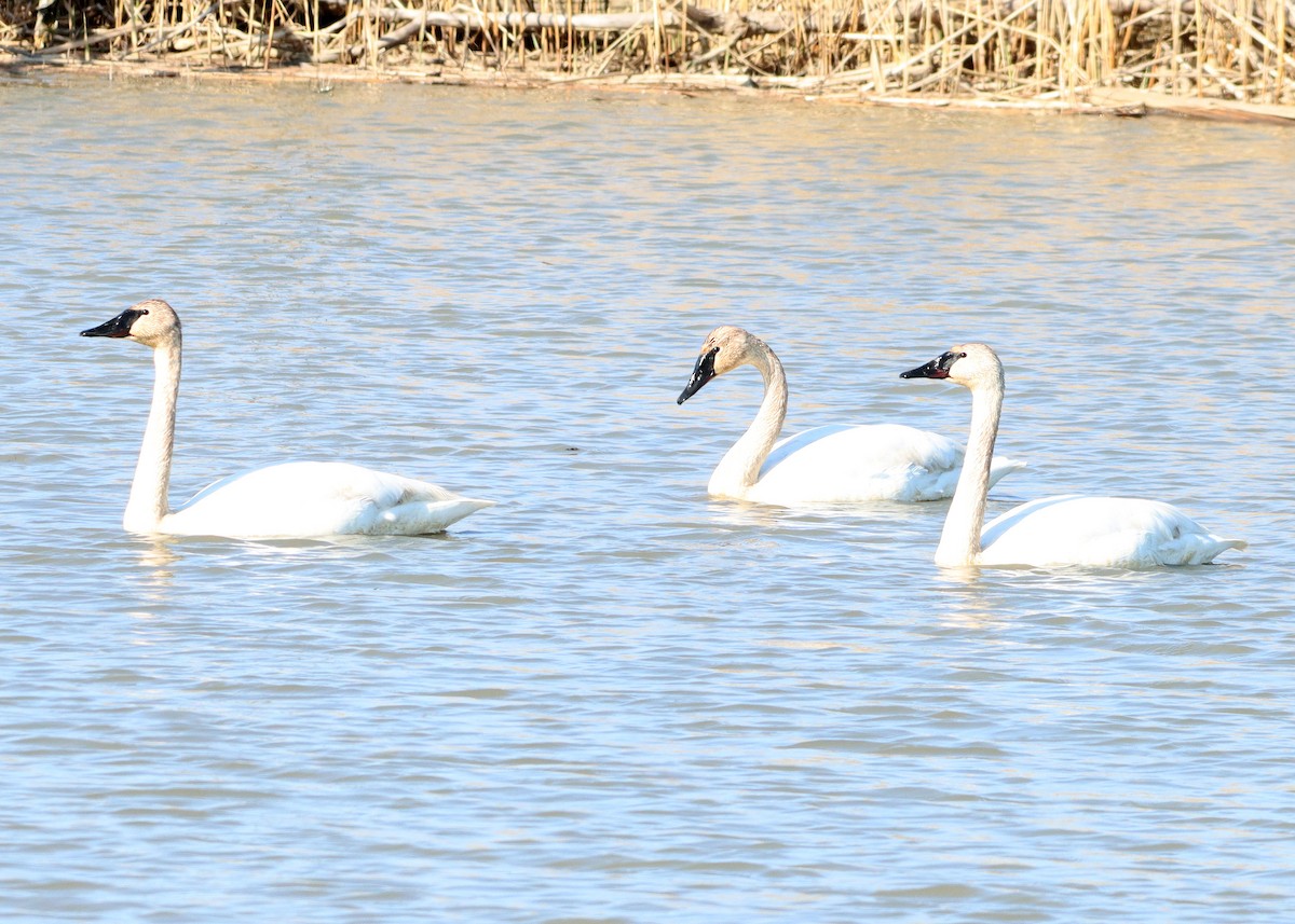 Cisne Trompetero - ML617433531