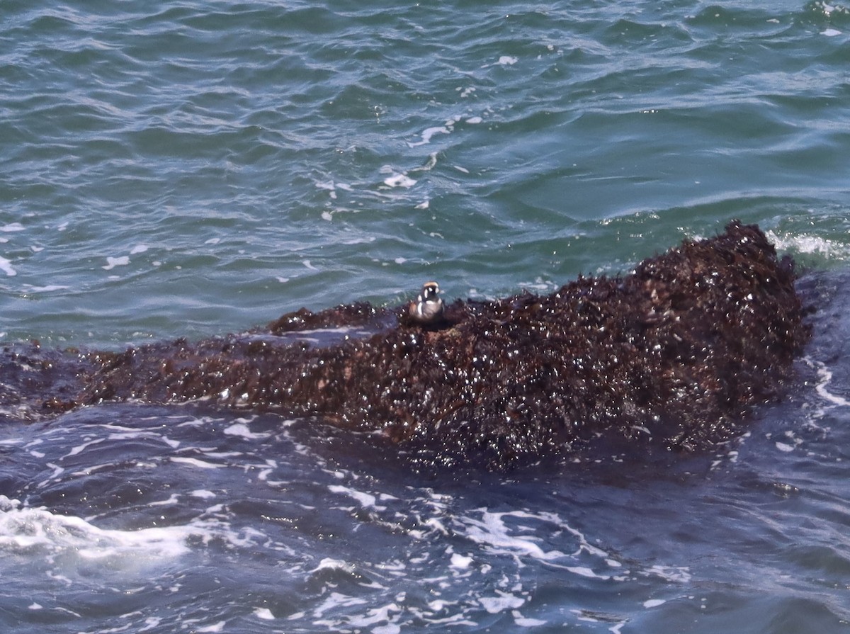 Harlequin Duck - ML617433541