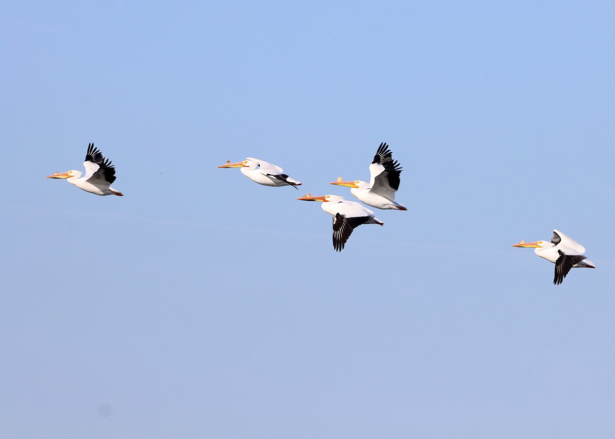 American White Pelican - ML617433545