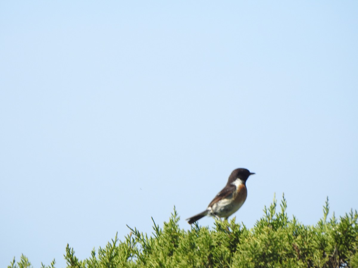 European Stonechat - ML617433559