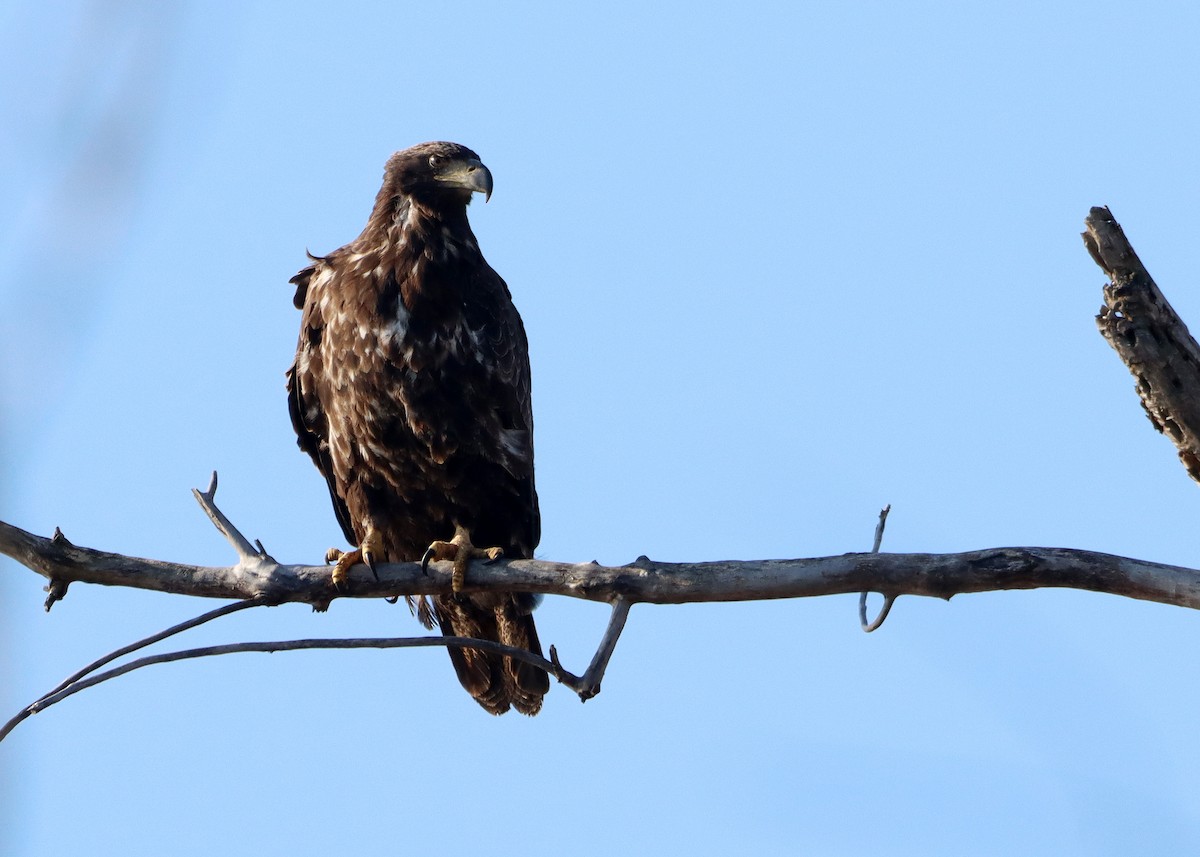 Weißkopf-Seeadler - ML617433569