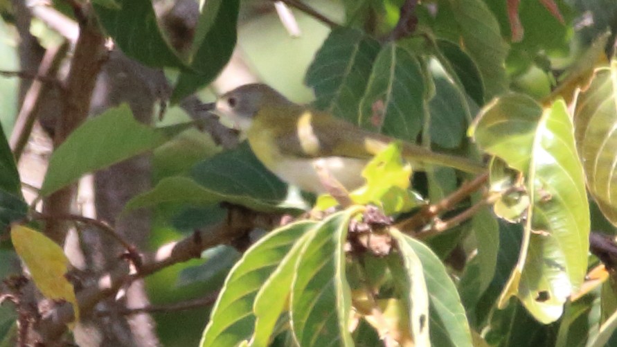 Yellow-breasted Apalis - Rick Folkening