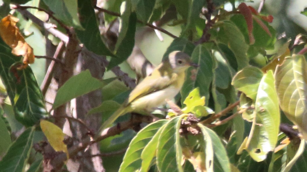 Yellow-breasted Apalis - Rick Folkening