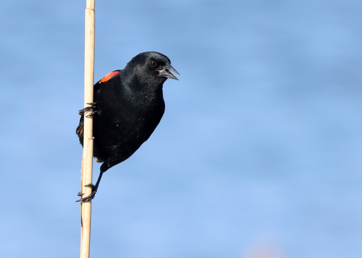 Red-winged Blackbird - ML617433578