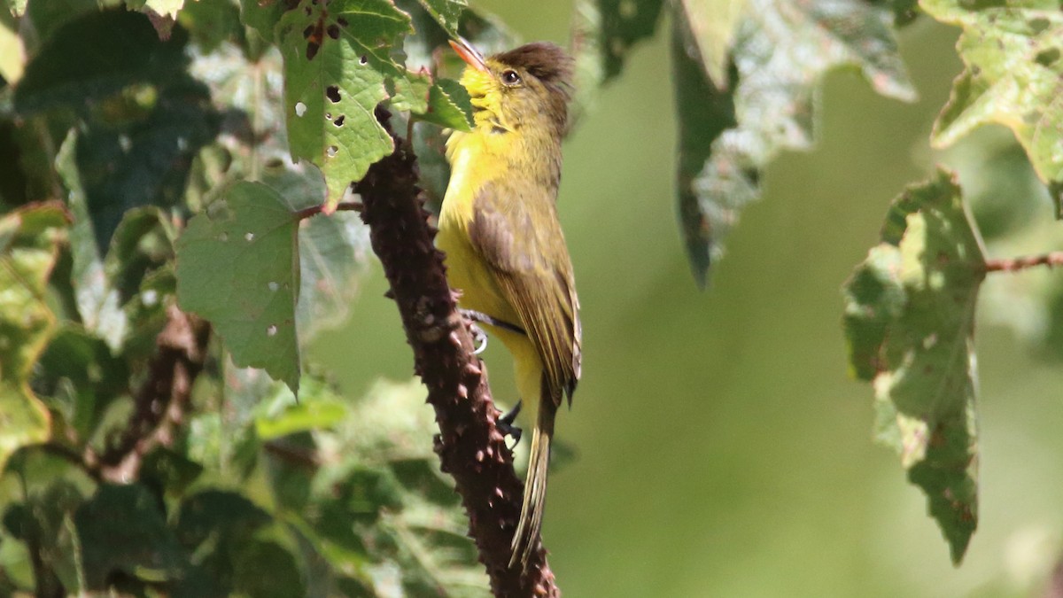 African Yellow-Warbler - Rick Folkening