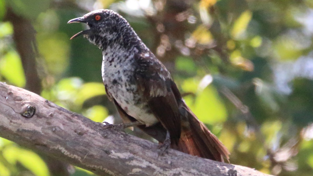 Hinde's Pied-Babbler - Rick Folkening