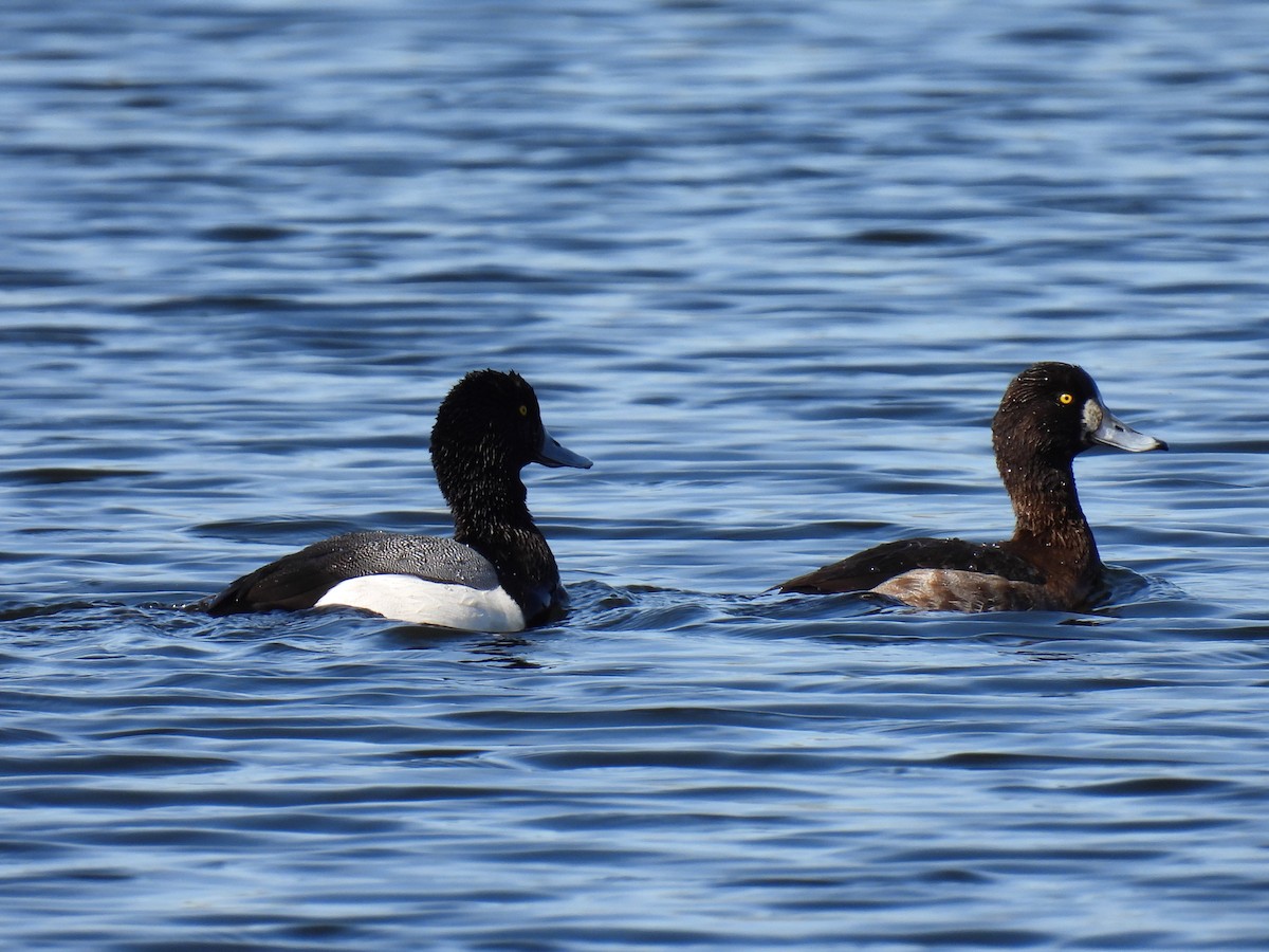 Greater Scaup - ML617433609