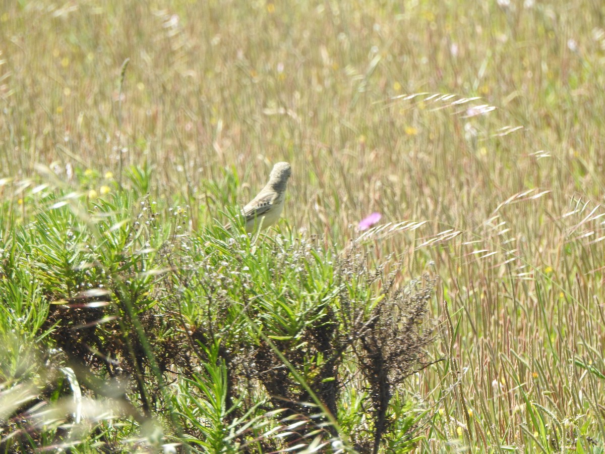 Tawny Pipit - Dan Stoker