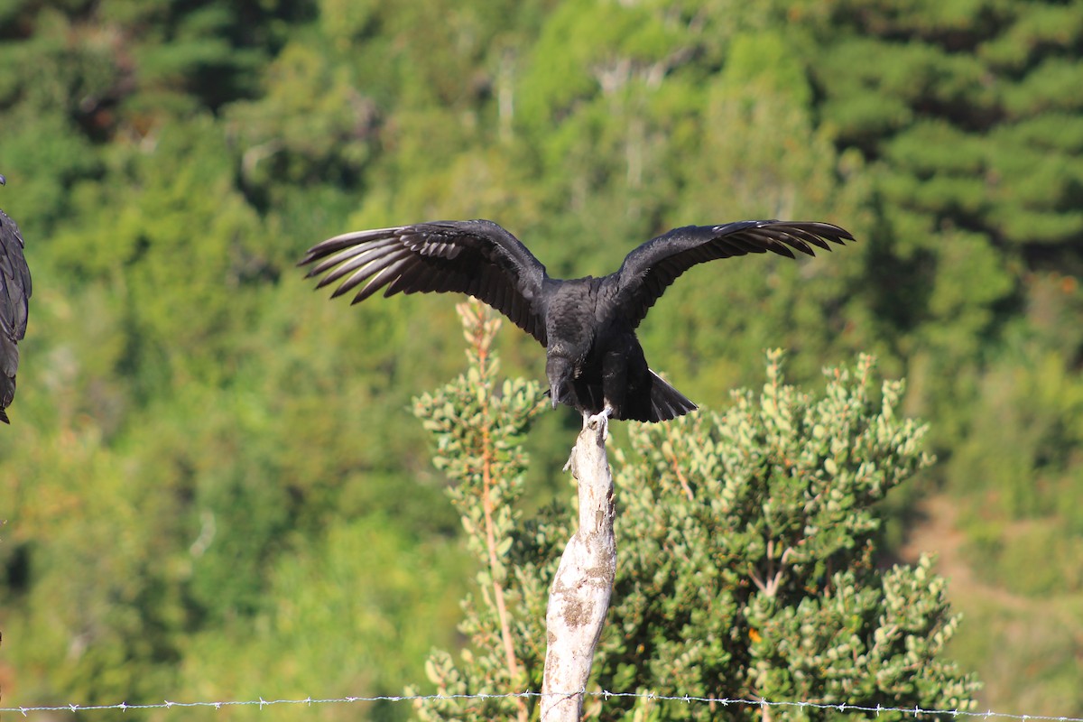 Black Vulture - Omar Fernández