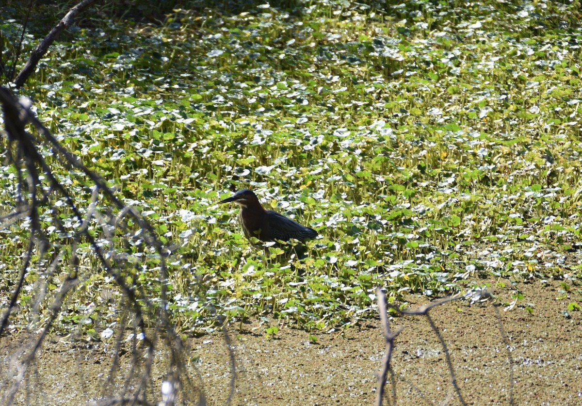 Green Heron - ML617433740