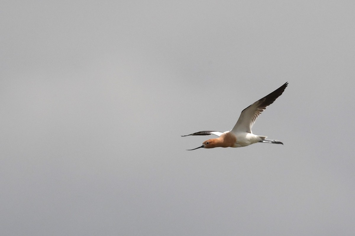 Avocette d'Amérique - ML617433742