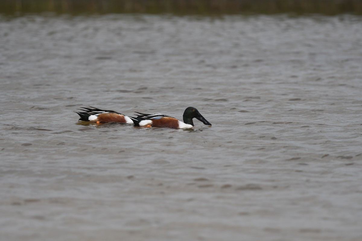 Northern Shoveler - ML617433755