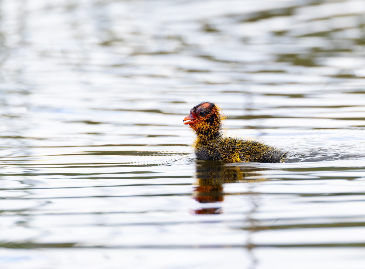 American Coot - Gavin Aquila