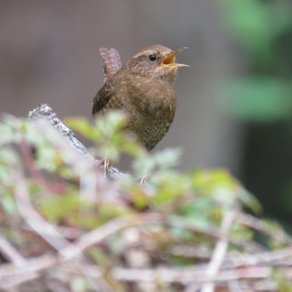 Pacific Wren - Steve Giles