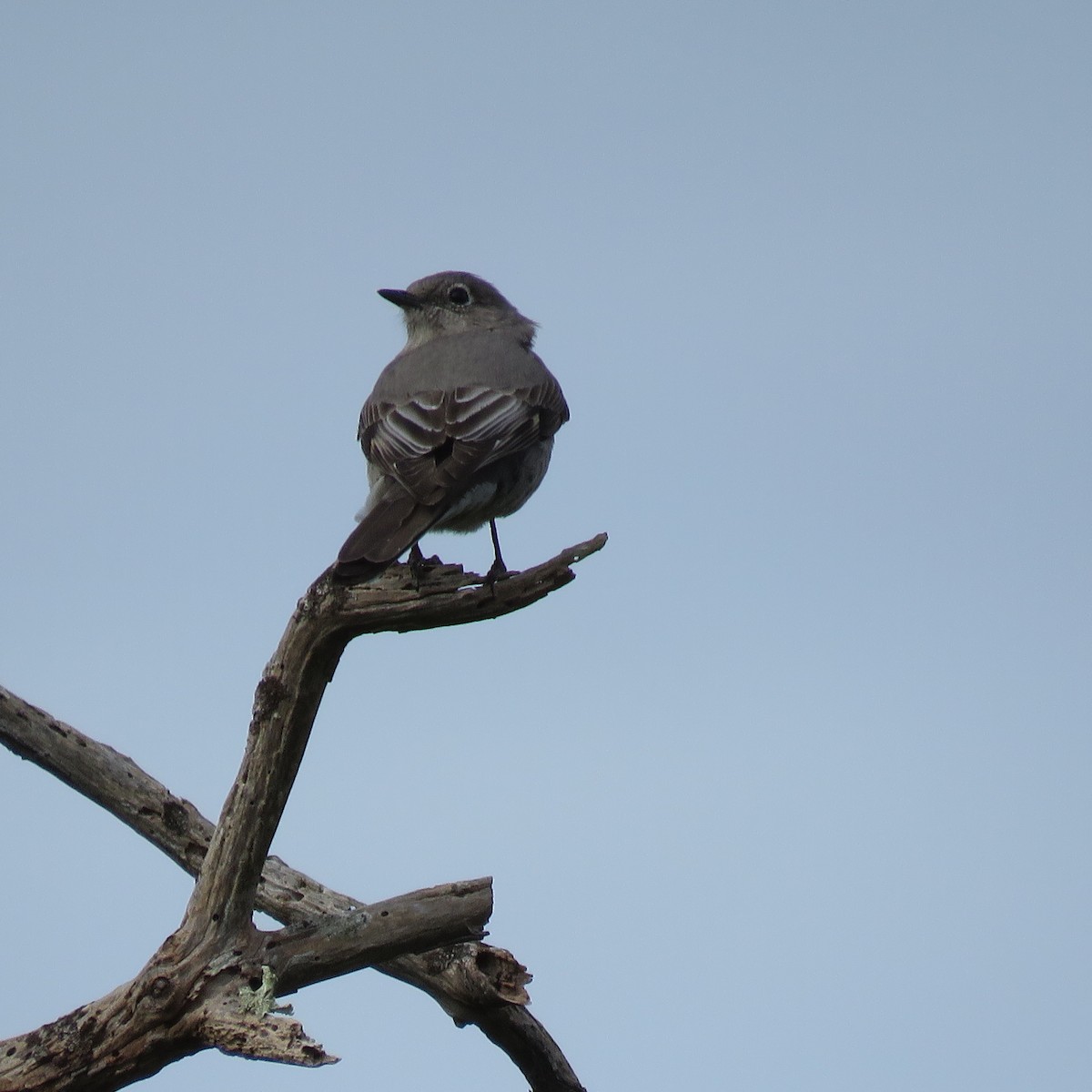 Townsend's Solitaire - Steve Giles