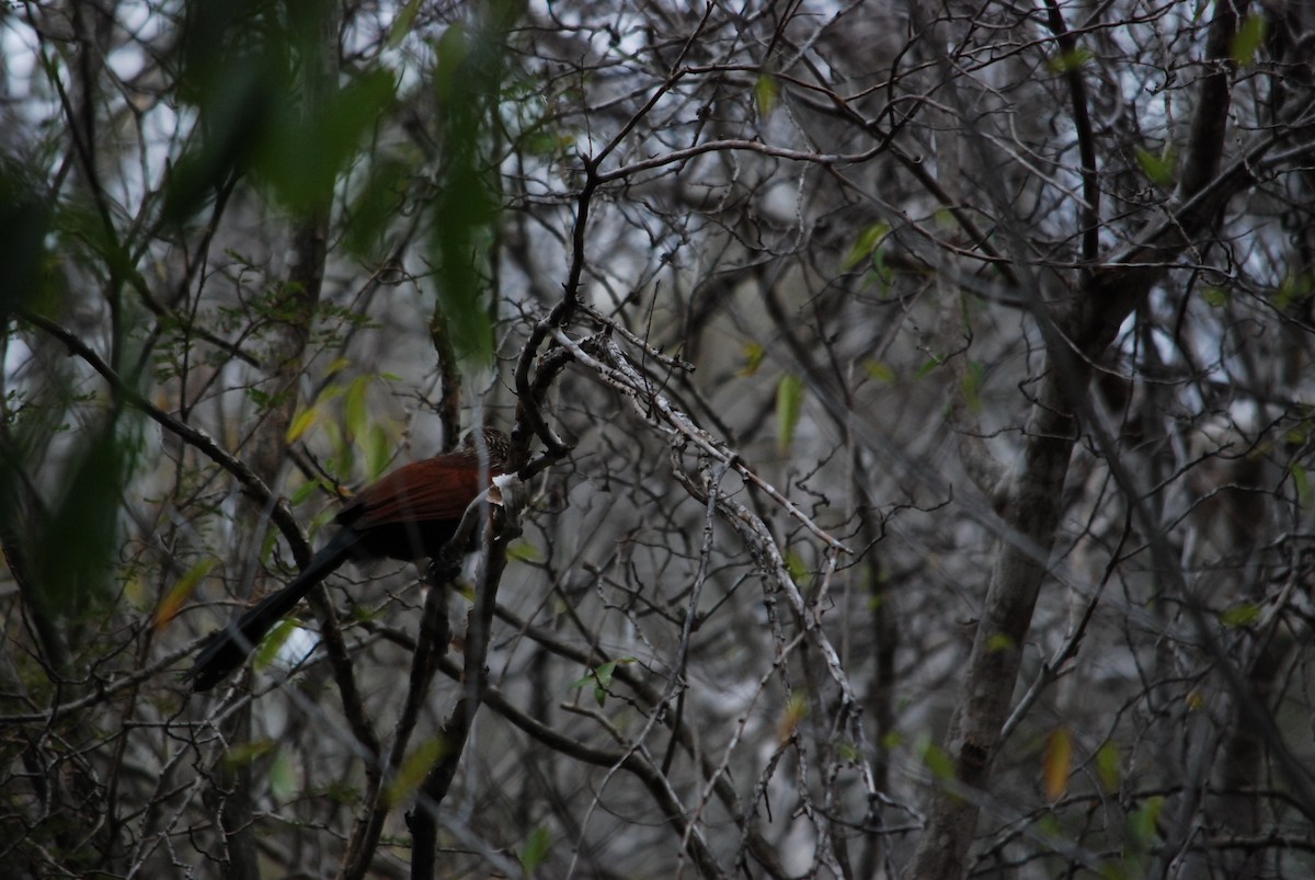 Malagasy Coucal - Benjamin Marshall